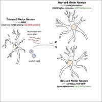 SMN repletion is effected either by using an antisense moiety such as Nusinersen or by transducing cells with an AAV9 vector harboring a copy of the SMN1 gene. Each approach raises SMN in the cell and rescues/prevents the SMA phenotype.